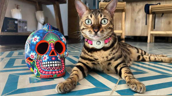 Bengal Cat in Mexico Wearing an AirTag