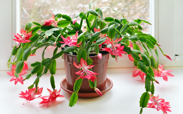 Christmas Cactus (Schlumbergera spp.) Non-toxic Cat Plants