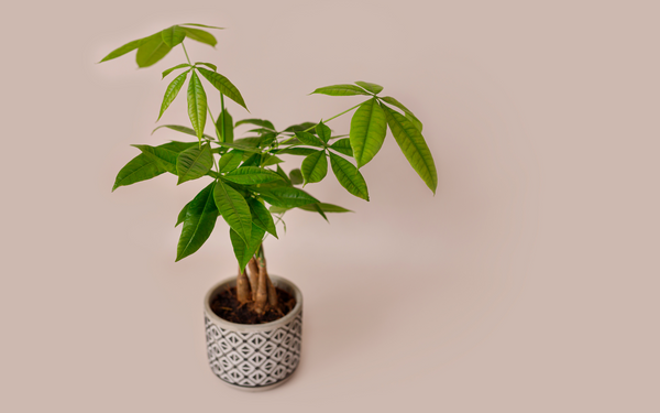 Money Tree (Pachira aquatica) non-toxic for cats