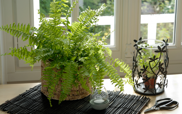 Boston Fern (Nephrolepis exaltata) Cat Friendly Plant