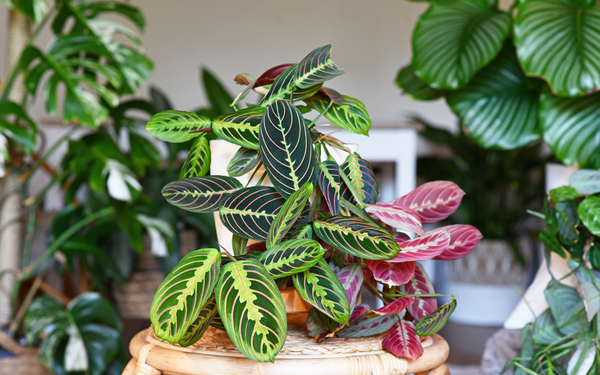 Prayer Plant (Maranta leuconeura) Cat Friendly Plant