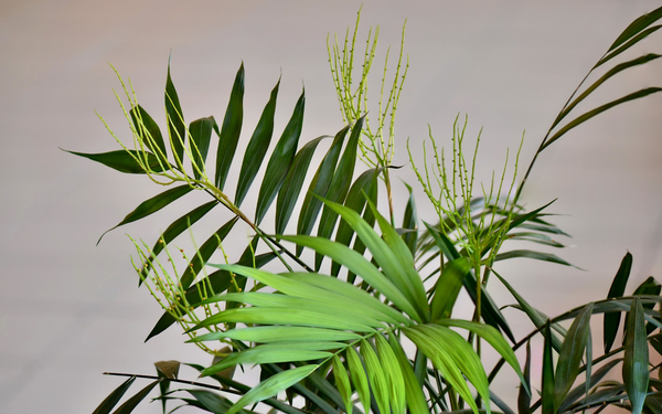 Parlor Palm (Chamaedorea elegans) Non-toxic cat plant