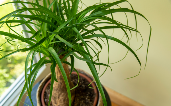 Ponytail Palm (Beaucarnea recurvata) Cat Friendly Plant