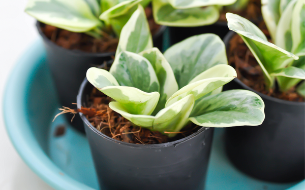 Baby Rubber Plant (Peperomia obtusifolia) Cat Friendly Plant