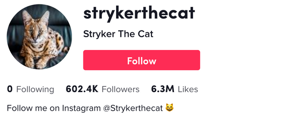 Stryker the Cat