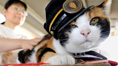 Tama the Feline Stationmaster