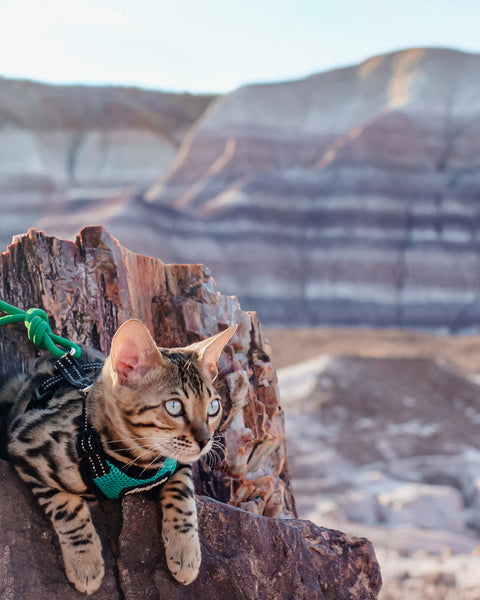 Bengal Cat in Petrified Forest