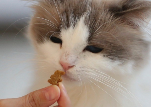 Tuna and Catnip Christmas Trees for Cats