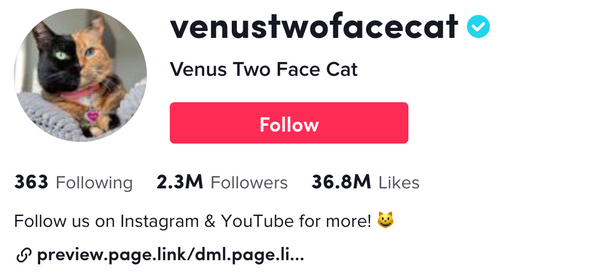 Venus Two Face Cat Tiktok