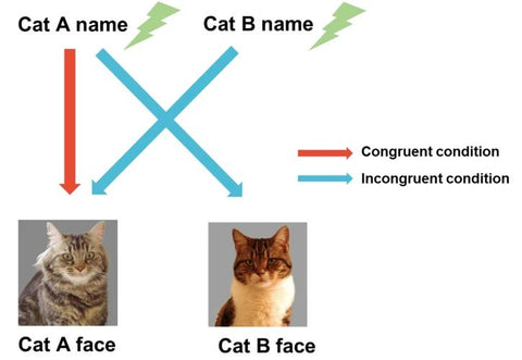 Graphic Showing Cats Learning Their Names