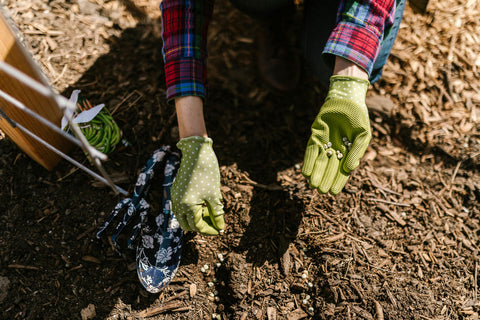 Weed control in mulch beds is being undertaken as someone in green gardening gloves leans over the mulch and pulls weeds.