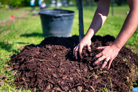A close up of hands in a pile of dirt as someone does weed control in mulch gardens.