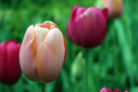 A close up of tulips growing in a flower bed where weeds have been prevented from growing.