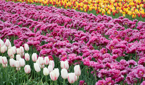 Rows of tulips growing. Weed killer for flower beds keep the colours of this field looking bold. They're mostly pink and white.