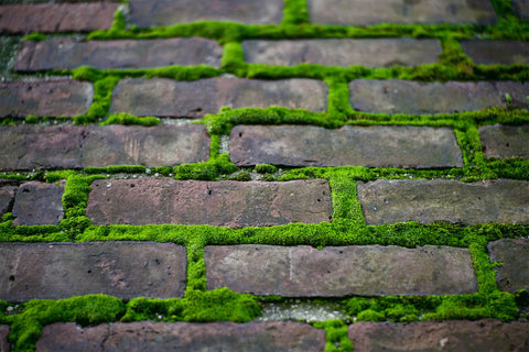 Moss regrowth between bricks on pavement. This is why we teach you how to kill moss on bricks.