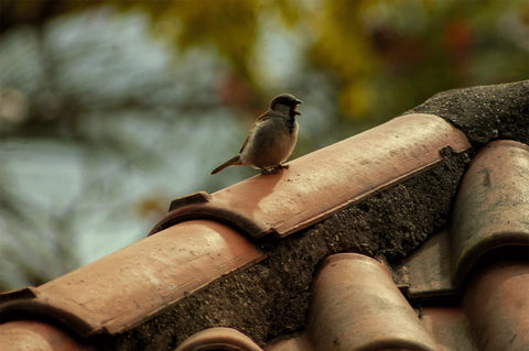 A bird is sitting on a roof that has moss growing along the cracks.