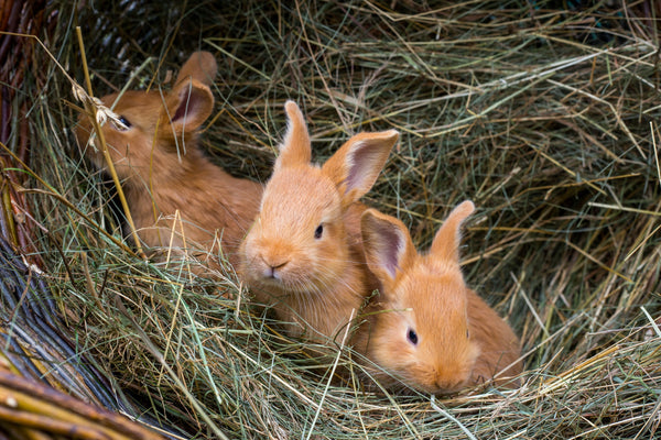 Trois petits lapins