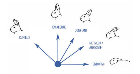 Le langage corporel du lapin