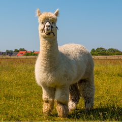 Alpaca