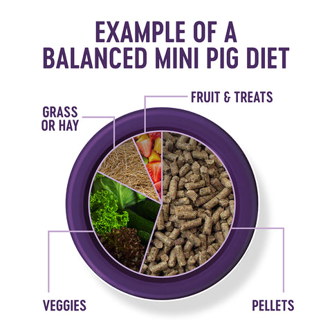 Example of a Balanced Mini Pig Diet