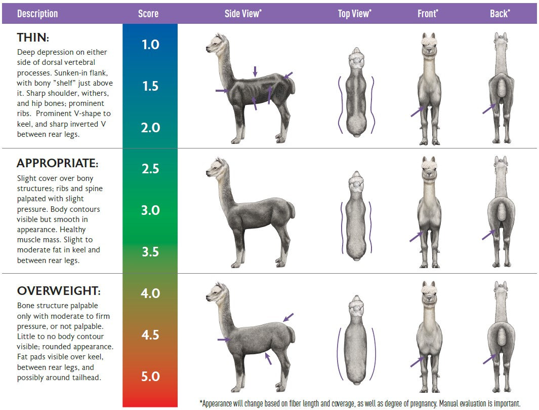 Alpaca Body Condition Scoring Guide