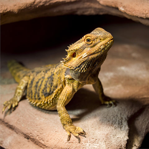 Image of a bearded dragon basking on a rock.