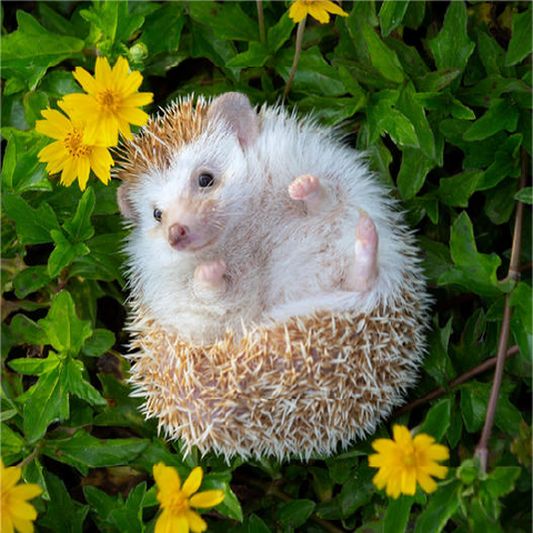 A hedgehog lays on its back in a field of grass and small yellow flowers.