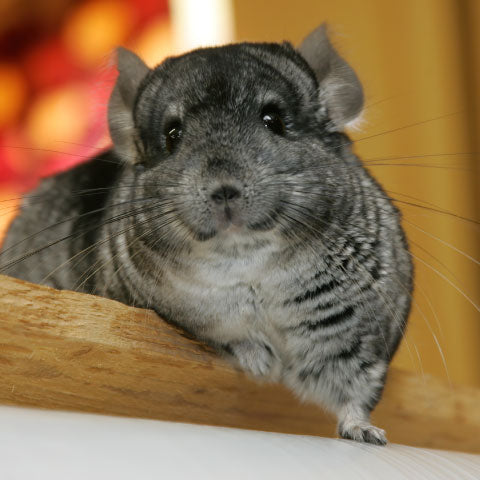 A fluffy gray chinchilla looks at the camera with wide eyes from its wooden perch.