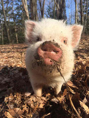 mini pig in yard
