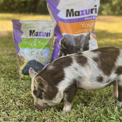 mini pig in grass by Mazuri product bags