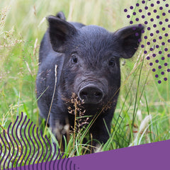 mini pig in field of grass
