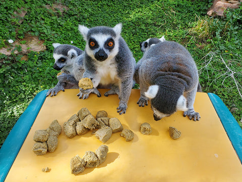Lemurs at Pueblo Zoo eating Mazuri Primate Maintenance Biscuits