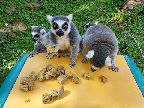 プエブロ動物園のキツネザルがマズリ霊長類メンテナンス ビスケットを食べる