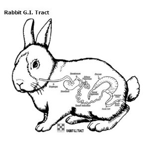 rabbit digestive tract