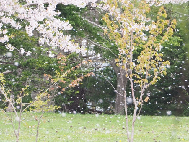 強い春風に注意