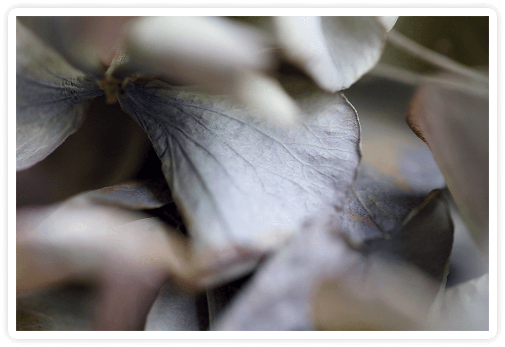 FragmentⅡ - series 'Hydrangea'-Namiko Kitaura