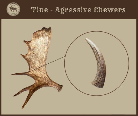 Moose Antler Tine Chews For Dogs