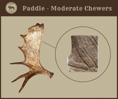 Moose Antler Paddle Chews For Dogs