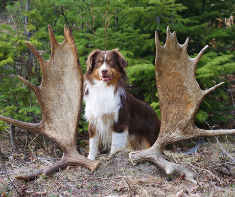 Dog With Moose Antlers