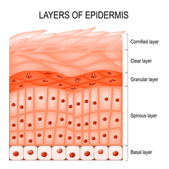 Cell renewal happens in all the layers of the epidermis