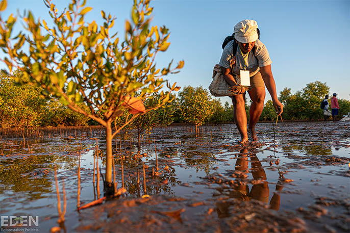 eden_mangrove_restoration_Mahajunga