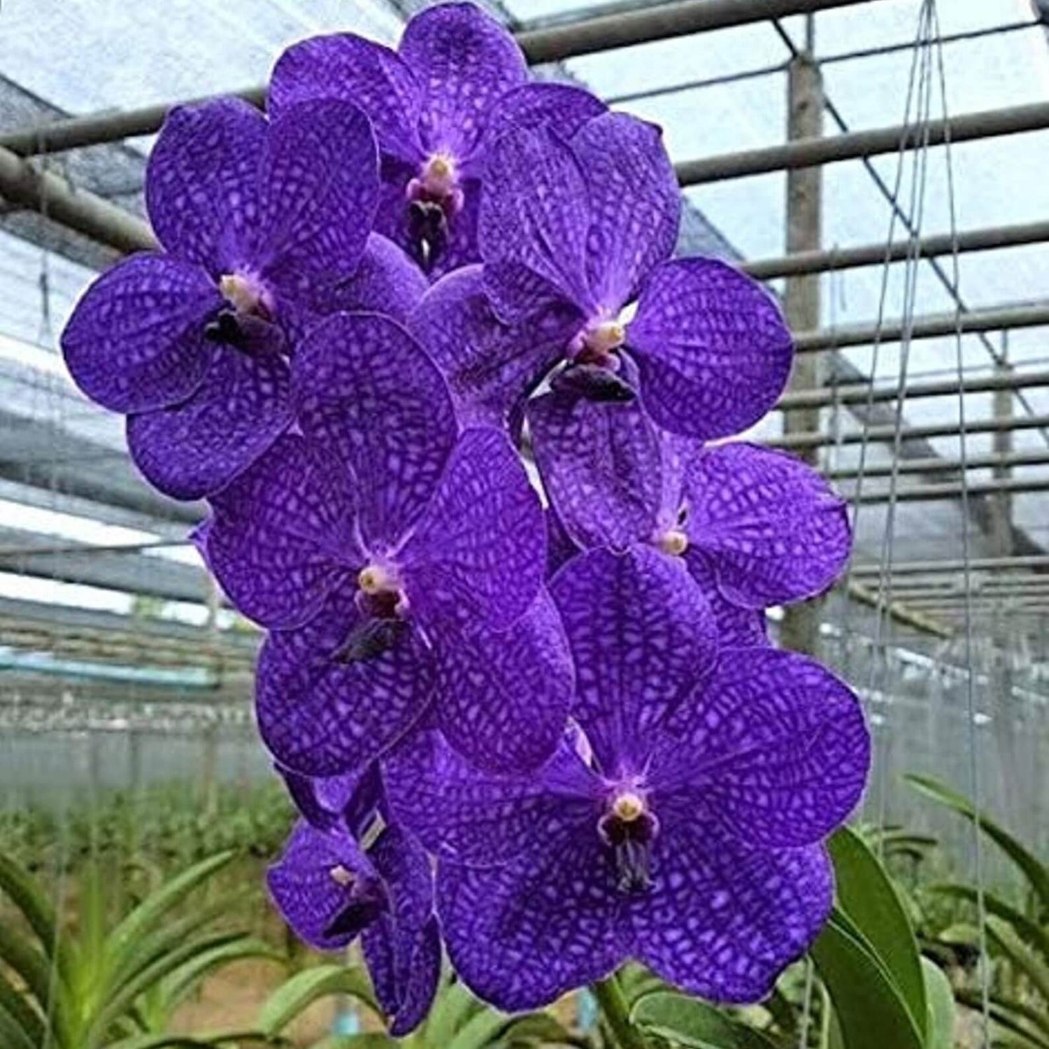 Live Orchid Vanda Flower Plant from Hawaii | Exotic Blue/Purple/Pink/R –  Aloha Hawaii Orchids