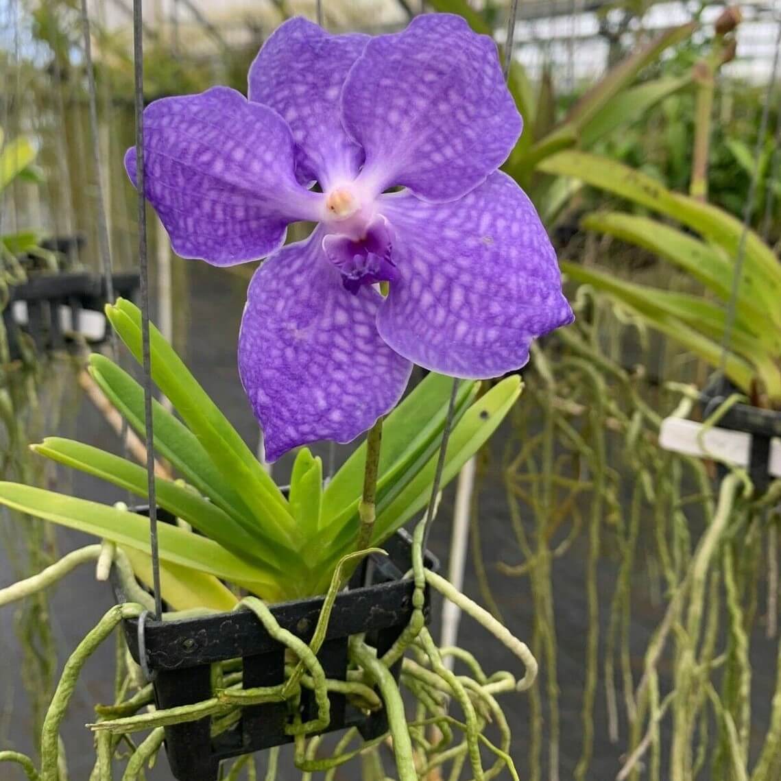 Live Orchid Vanda Flower Plant from Hawaii | Exotic Blue/Purple/Pink/R –  Aloha Hawaii Orchids