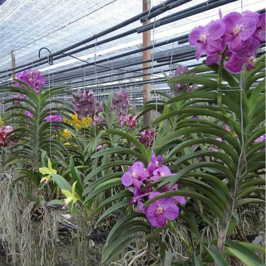 Live Orchid Vanda Flower Plant from Hawaii | Exotic Blue/Purple/Pink/R –  Aloha Hawaii Orchids