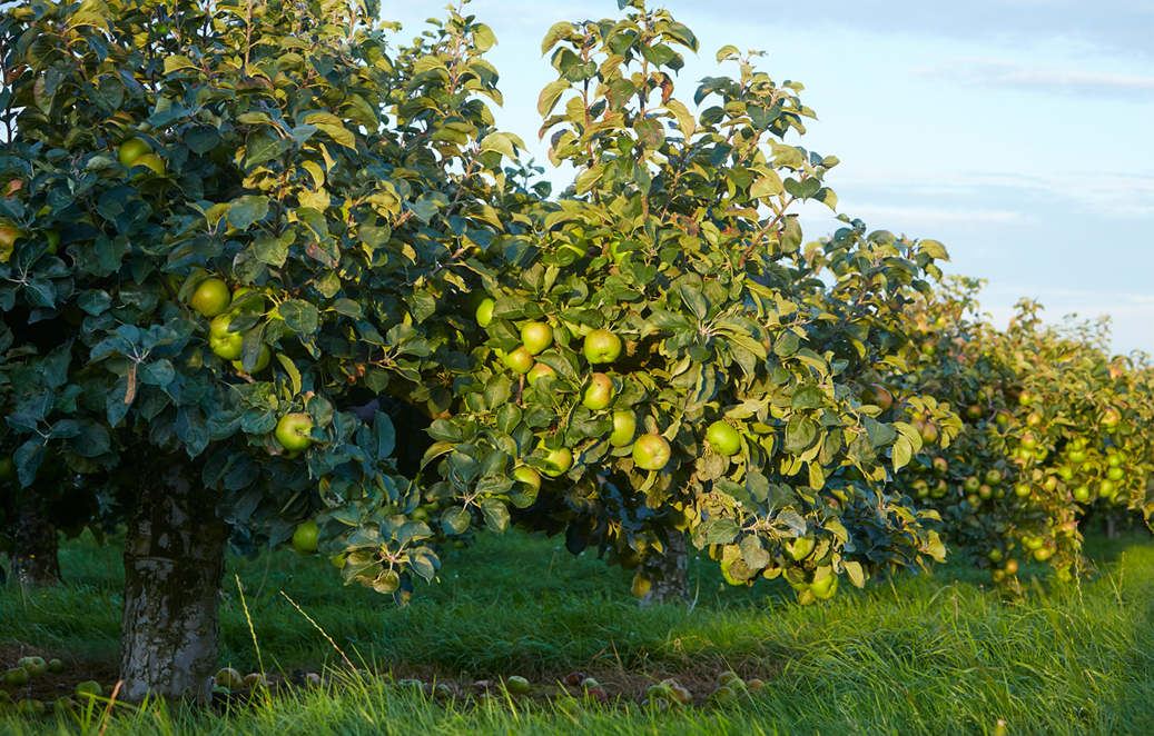 Apple orchard