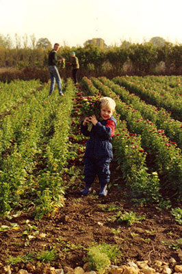 Helping dad and grandma picking flowers 1989.