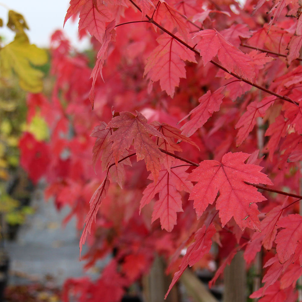 acer autumn blaze maple