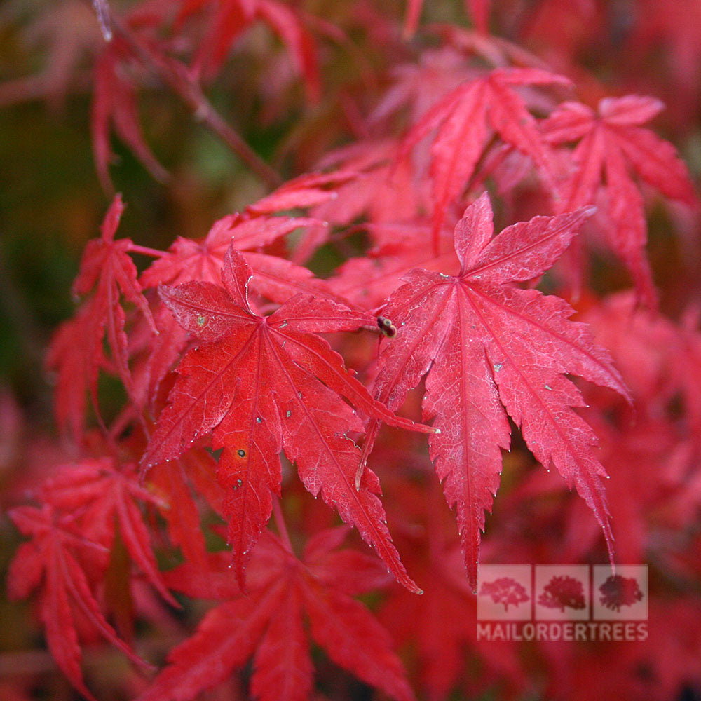 Acer Palmatum Japanese Maple Tree Mail Order Trees