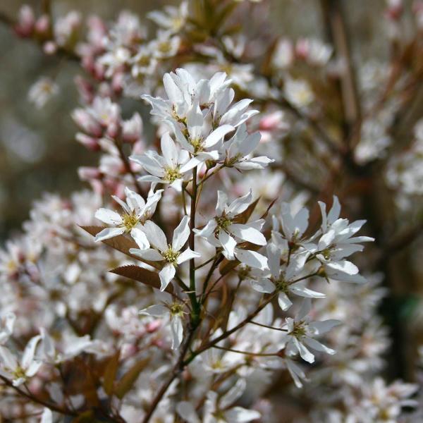 Amelanchier Robin Hill June Berry Tree Mail Order Trees