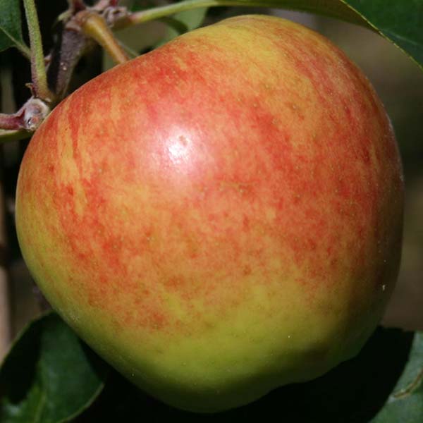 Malus Sunrise - Apple Tree | Mail Order Trees